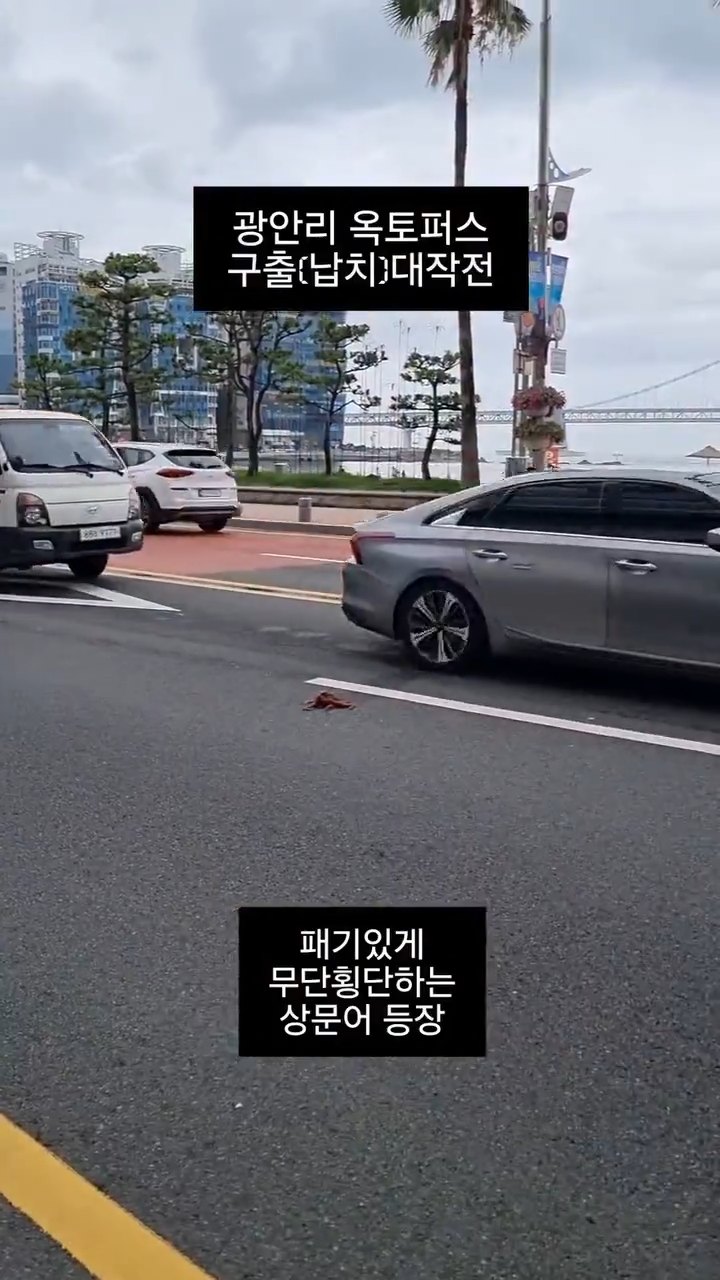 부산 광안리 무단 횡단하는 문어 ㅋㅋㅋ